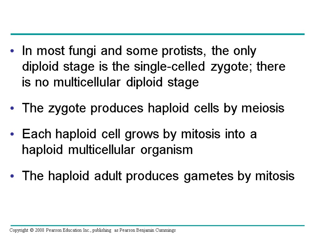 In most fungi and some protists, the only diploid stage is the single-celled zygote;